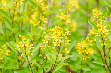 Wall Mural - Yellow flower