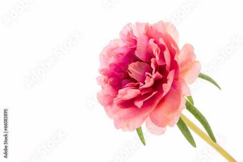 Pink flower, Common Purslane, portulaca flowers, Verdolaga, Pigw © amnach