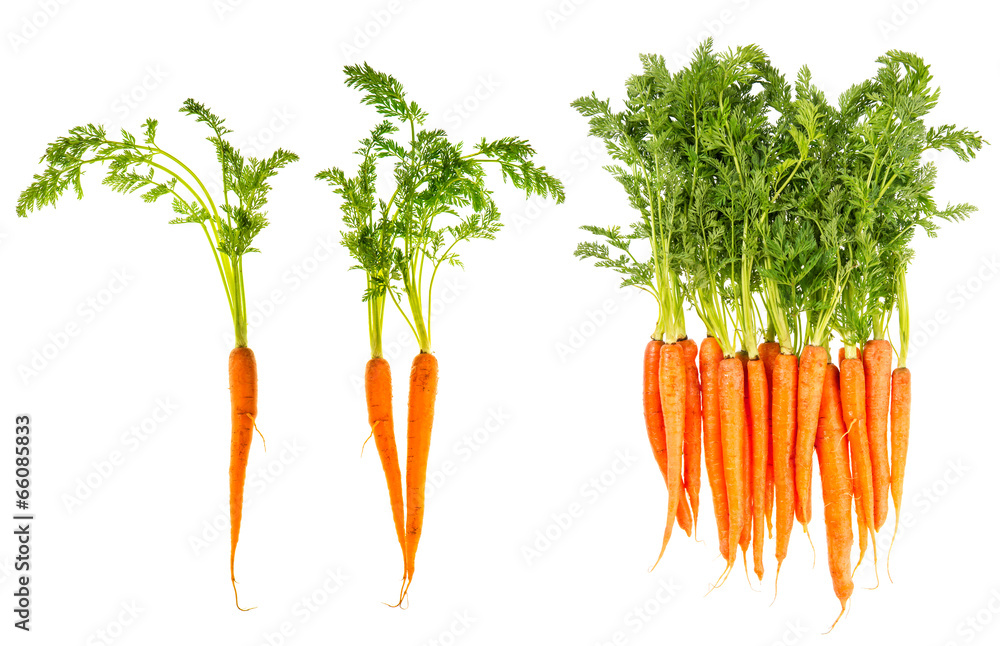 fresh carrots with green leaves isolated on white - obrazy, fototapety, plakaty 