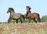 Fototapeta Konie - Two amazing horses running on spring pasturage