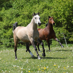 Two amazing horses running together