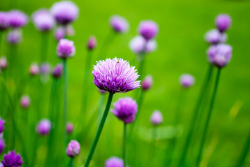 Sticker - Chives