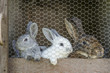 Kaninchen Mutter mit Jungen im Stall