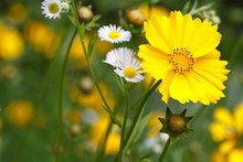 Beautiful Floral Background Of Yellow Coreopsis Flower