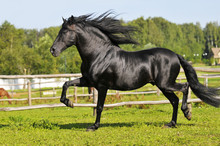Black Andalusian Horse Runs Trot On The Meadow