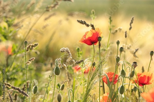 Obraz w ramie Poppy in the field in the morning