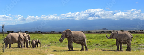 Naklejka samoprzylepna Słonie kilimanjaro