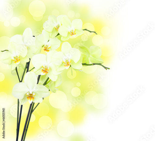 Board z aluminiowym obramowaniem Żółte orchidee