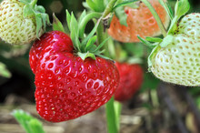 Close-up Of Ripening Strawberry