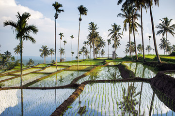 Rice fields, Senaru, Lombok, Indonesia, Southeast Asia, Asia