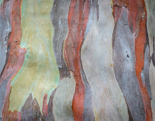 Wall Mural - Colorful abstract pattern of Eucalyptus deglupta tree bark