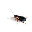 Blatta orientalis - female black cockroach on white