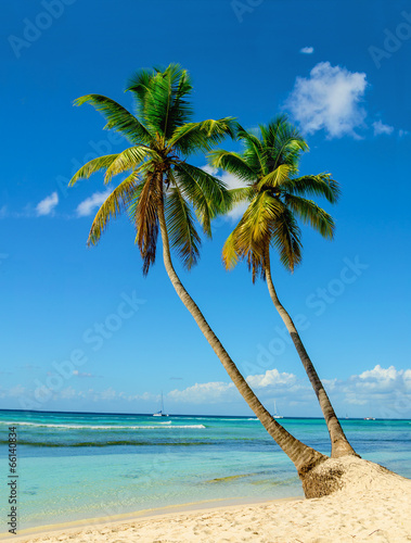 Plakat na papierze fotorealistycznym Palmy wchodzące do oceanu, rajska plaża