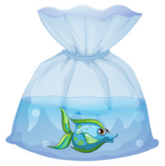 Canvas Print - A blue fish inside the plastic pouch