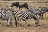 Fototapeta Konie - African zebra