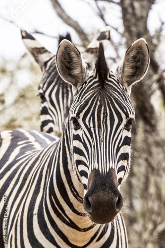 Board z aluminiowym obramowaniem Afrykańska zebra