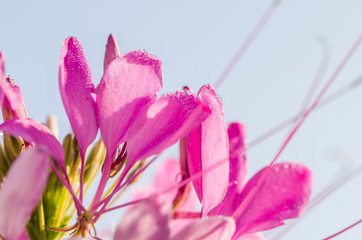 Sticker - Cleome hassleriana or spider flower or spider plant