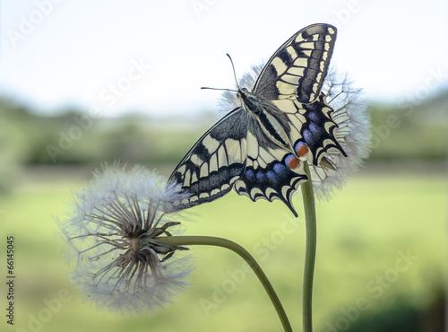 Obraz w ramie farfalla