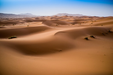 beautiful sand dunes in the Sahara near Merzouga, Erg Chebbi, Mo