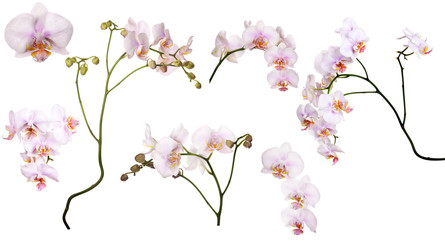 Sticker - set of light pink orchids in spots