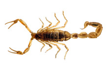 Small Golden Isolated Scorpion Top View