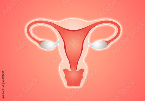 Fotografia, Obraz illustration of female reproductive tract