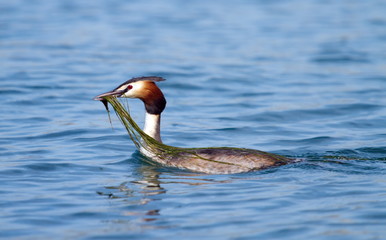 Wall Mural - Crested grebe (podiceps cristatus) duck