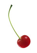 Ripe Red Cherry