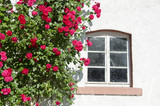 Fototapeta Kwiaty - beautiful rose bush near window on wall