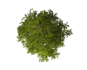 tree from above isolated on white background