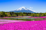 Fuji with pink moss garden