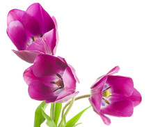Purple Tulips Isolated On White Background