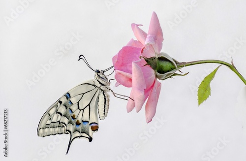 Board z aluminiowym obramowaniem Papilio machaon