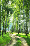Fototapeta Las - forest birch