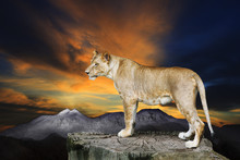 African Lioness Female Standing On Rock Cliff Against Beautiful