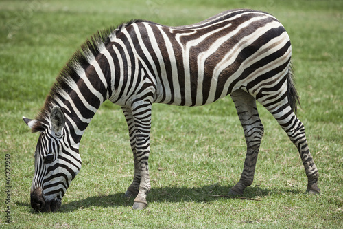 Board z aluminiowym obramowaniem Zebra