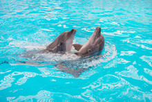 Dolphins Couple Swimming In Blue Pool Water