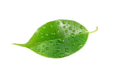 Sticker - green leaf with drops isolated on white background