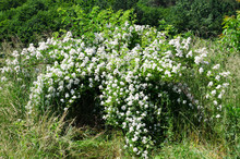 Blossoming Bush Of A Dogrose