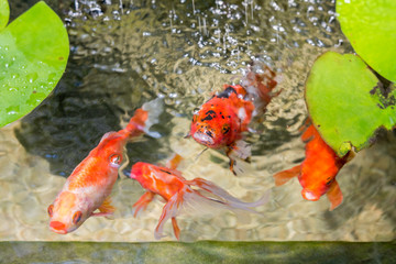 Poster - Goldfish In Natural Pond Close Up