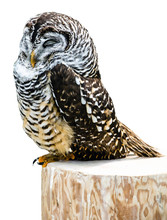 Sleeping Owl On Stump