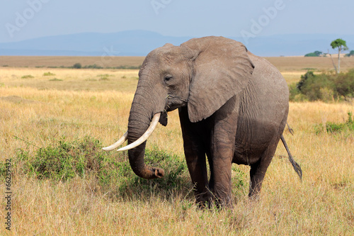 Naklejka samoprzylepna Słoń afrykański, rezerwat narodowy Masai Mara
