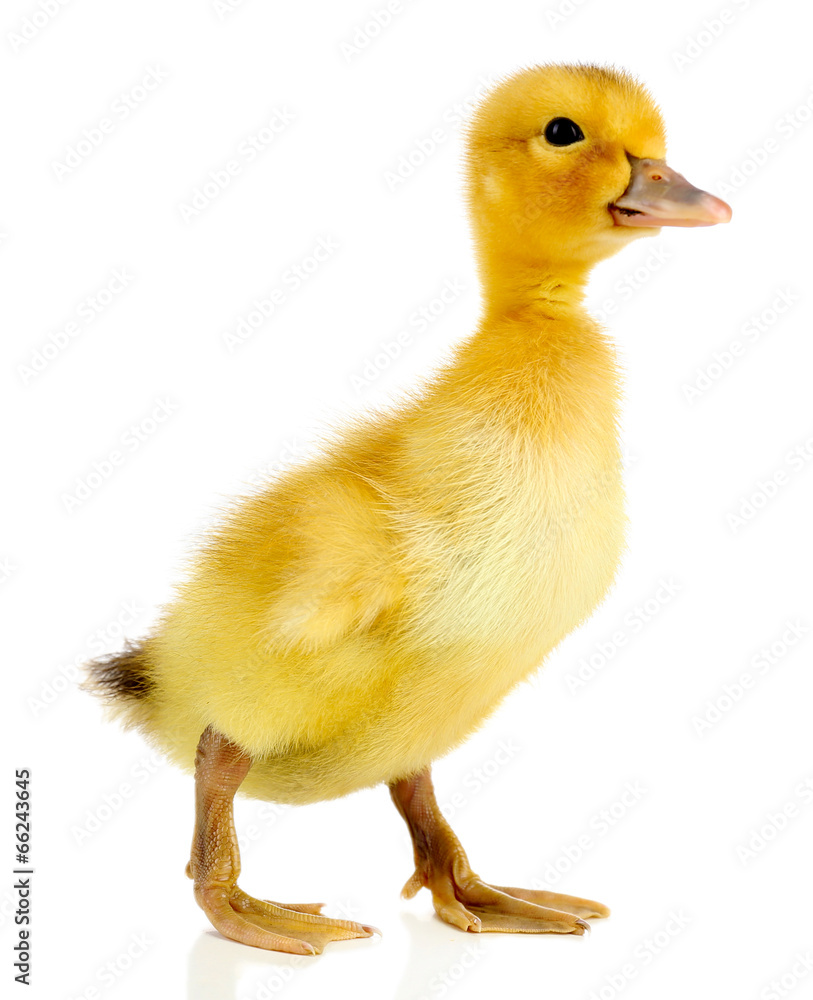 Little cute duckling isolated on white