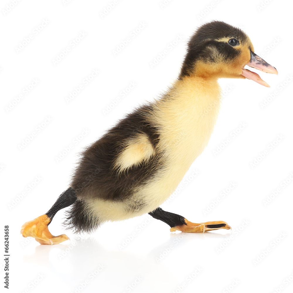 Little cute duckling isolated on white