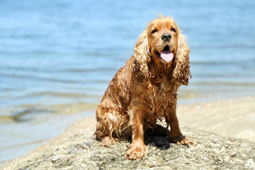 Canvas Print - English cocker spaniel on beach