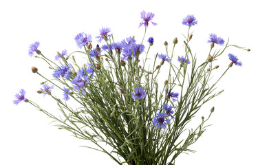 Wall Mural - Beautiful wild flowers isolated on white