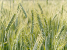 Green Unripe Barley