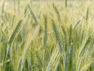 Green unripe barley