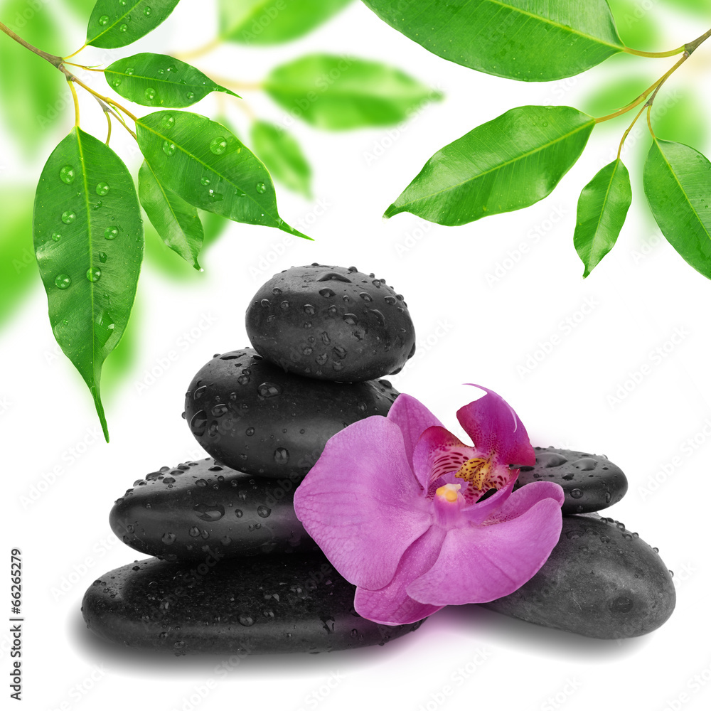 purpurowy-kwiat-orchidei-koniec-bambusa