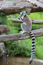 Ring-tailed Lemur (Lemur Catta) Eating A Fruit